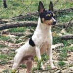 Toy Fox Terrier