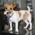 Toy Fox Terrier
