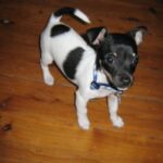 Toy Fox Terrier