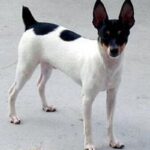 Toy Fox Terrier