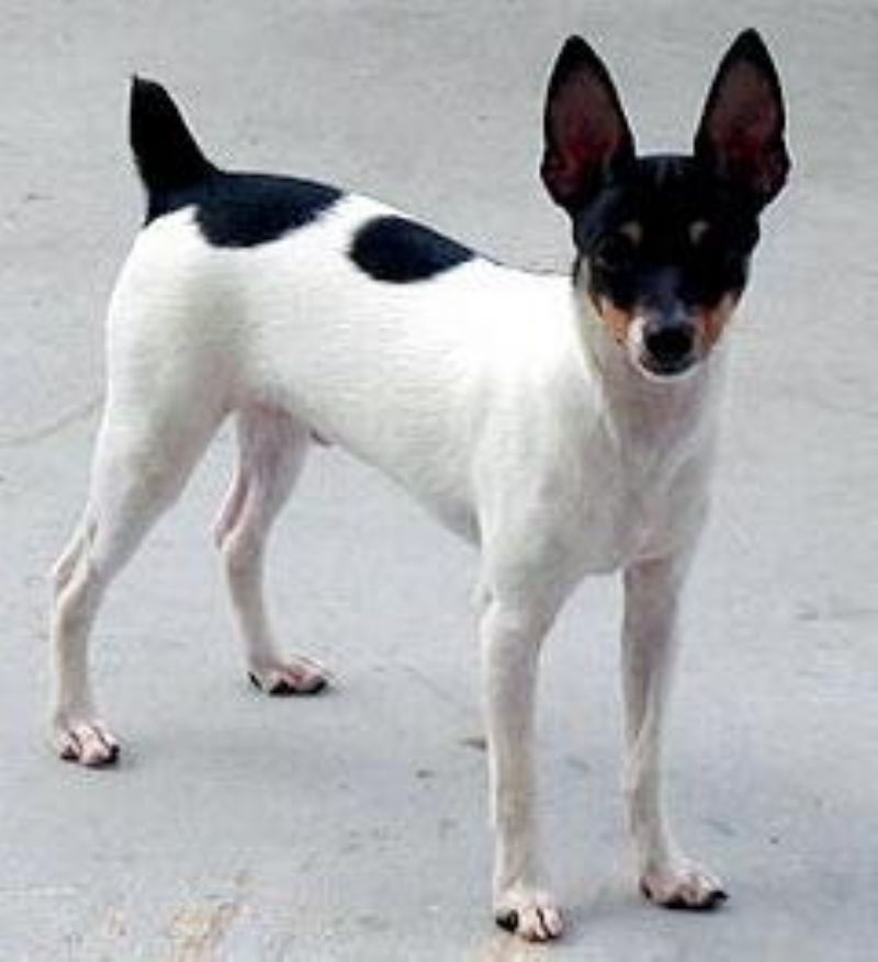 Toy Fox Terrier