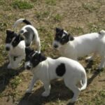 Toy Fox Terrier