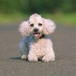 Toy Puddel