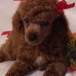Toy Puddel