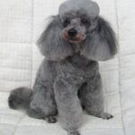 Toy Puddel