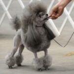 Toy Puddel