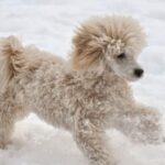Toy Puddel