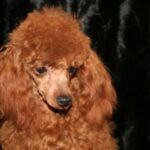 Toy Puddel