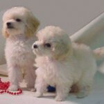 Toy Puddel