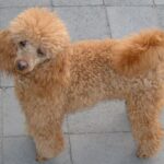 Toy Puddel