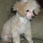 Toy Puddel