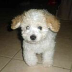 Toy Puddel