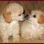 Toy Puddel