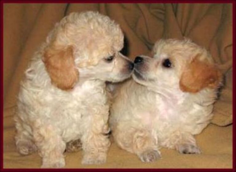 Toy Puddel