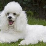 Toy Puddel