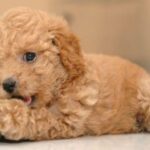Toy Puddel