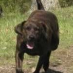 Treeing Tennessee Brindle