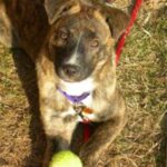Treeing Tennessee Brindle