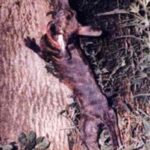 Treeing Tennessee Brindle
