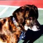 Treeing Tennessee Brindle