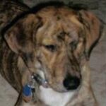 Treeing Tennessee Brindle