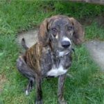 Treeing Tennessee Brindle