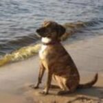 Treeing Tennessee Brindle