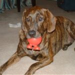 Treeing Tennessee Brindle
