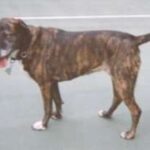 Treeing Tennessee Brindle