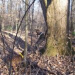 Treeing Tennessee Brindle