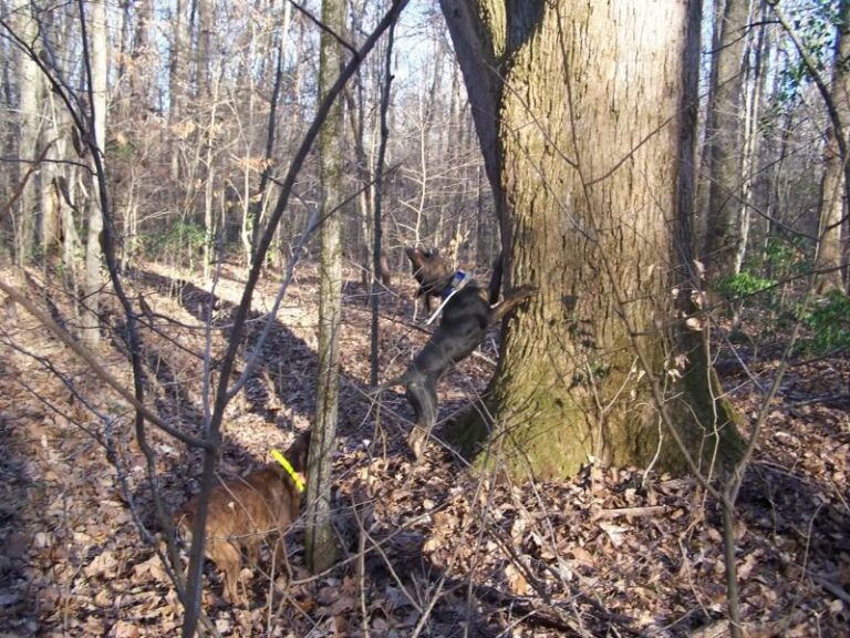 Treeing Tennessee Brindle
