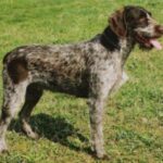 Tsjekkisk Vorstehhund
