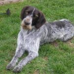 Tsjekkisk Vorstehhund