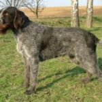 Tsjekkisk Vorstehhund