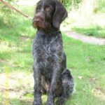 Tsjekkisk Vorstehhund