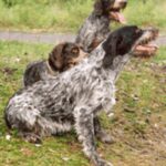 Tsjekkisk Vorstehhund