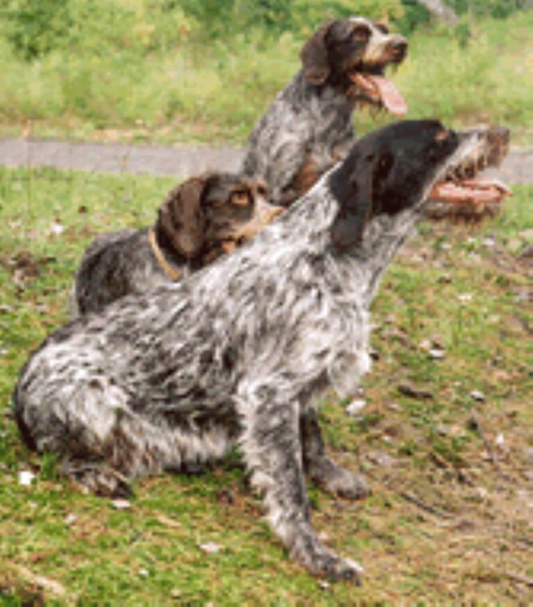 Tsjekkisk Vorstehhund