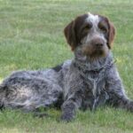 Tsjekkisk Vorstehhund