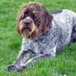 Tsjekkisk Vorstehhund