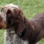 Tsjekkisk Vorstehhund