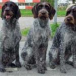 Tsjekkisk Vorstehhund