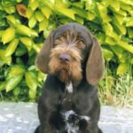 Tsjekkisk Vorstehhund