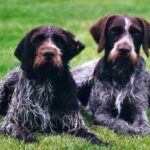 Tsjekkisk Vorstehhund