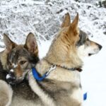 Tsjekkoslovakisk Ulvehund
