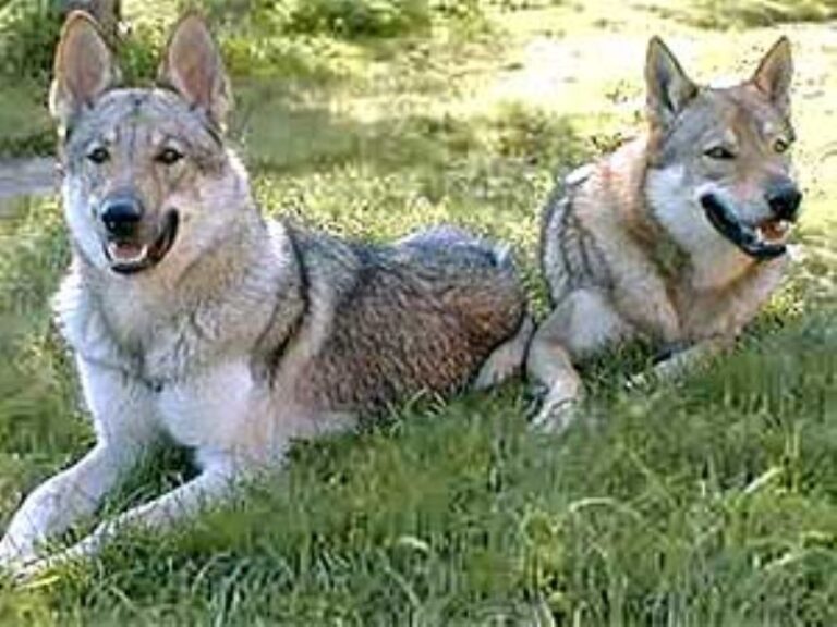 Tsjekkoslovakisk Ulvehund
