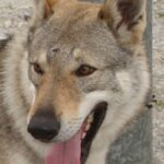 Tsjekkoslovakisk Ulvehund