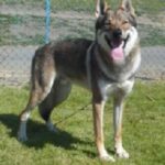 Tsjekkoslovakisk Ulvehund