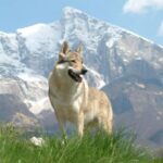 Tsjekkoslovakisk Ulvehund