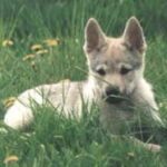 Tsjekkoslovakisk Ulvehund