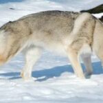 Tsjekkoslovakisk Ulvehund
